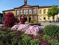 Viele kleine farbenfrohe Chrysanthemen und große Chrysanthemenbüsche verwandeln den Rathausplatz Lahr in ein Blüteneer.