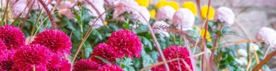 Erlebe Lahr: Chrysanthemen aus Asien, eine Blume aus Fernost