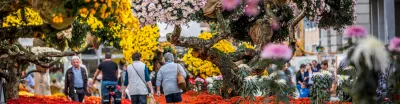 Chrysanthema Lahr, besucher auf dem Rundweg